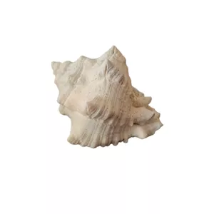 صدف تزیینی آکواریوم مدل کویین