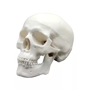 بازی آموزشی مدل مولاژ مینی جمجمه انسان کد A015