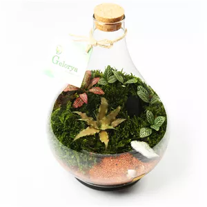 گیاه طبیعی تراریوم گلوریا سیسترز مدل پوپک وی آی پی کد 004