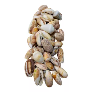 دکوری مدل صدف دریایی گوش ماهی طبیعی کد R1105 مجموعه 70عددی