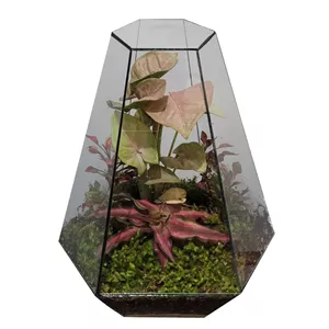 تراریوم گیاه طبیعی مدل ویکتوریا سرکج کد 004