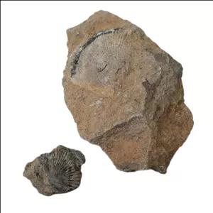 سنگ راف مدل فسیل صدف کد 148 بسته دو عددی