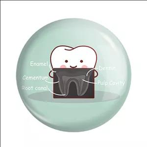 مگنت خندالو مدل دندان و دندان پزشکی کودکانه کد 36730