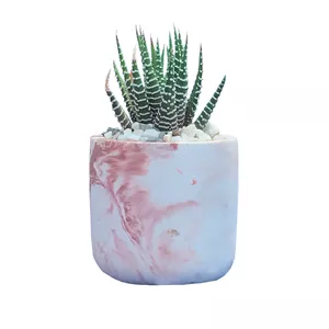 گیاه طبیعی کاکتوس هاوارتیا زبرا مدل Hz547