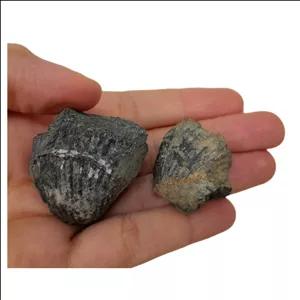 سنگ راف مدل فسیل صدفی کد 127 بسته دو عددی