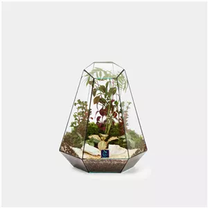 گیاه طبیعی تراریوم مدل ویکتوریا سرکج