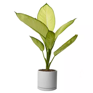 گیاه طبیعی دیفن باخیا کاملیا کد 10512/2202