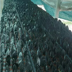 سینی نشا 72 عدده زاموفیلیا بلک (*)