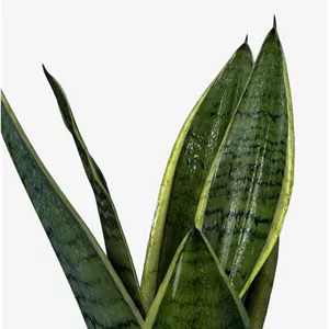 سانسوریا سیلور گلد کراواتی