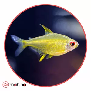 ماهی تترا لمون