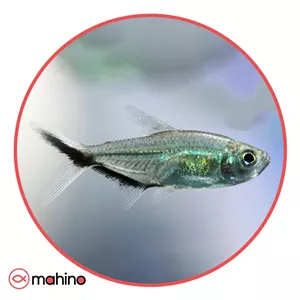 ماهی تترا کاستا