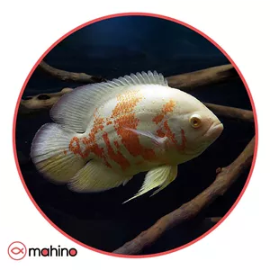 ماهی اسکار آلبینو