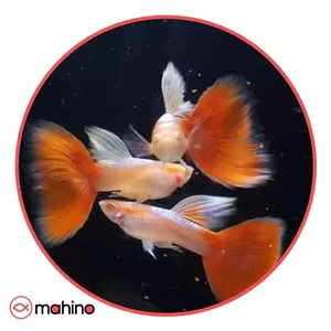 ماهی گوپی رد اسکای (جفت)