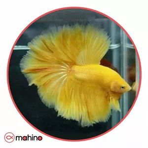 ماهی فایتر هافمون گلدن گرید A وارداتی