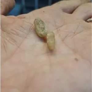 مهره اصلی به شرط دیگه ان ای حال از جفت گیری مار