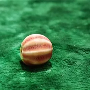 مهره هندوانه ای نارنجی
