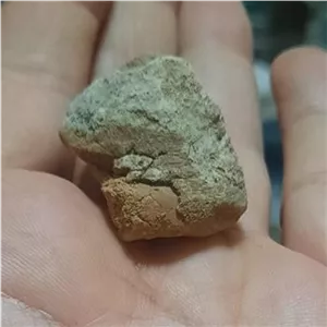 فسیل گاستروپود پوسته سنگ