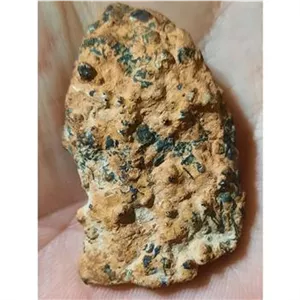 فسیل سنگ گیاهی