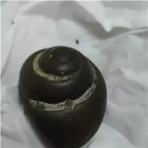 عرج سنگی  بزرگ و اصلی 