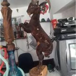 بز کوهی زیبا