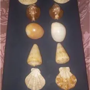 صدف وگوش ماهی دریای سنگاپور