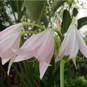 پیاز گل سوسن کرینوم