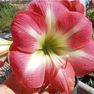 پیاز گل نسرین ردفانتینا