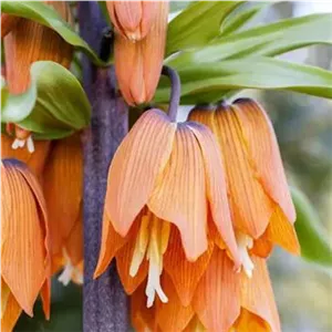 پیاز لاله واژگون قرمز