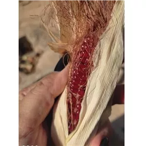 کل یک بلال ذرت دونه اناری