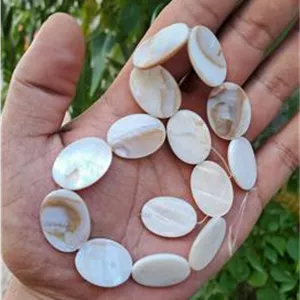 14عدد صدف مناسب برای گردنبند یا دستبند کردن