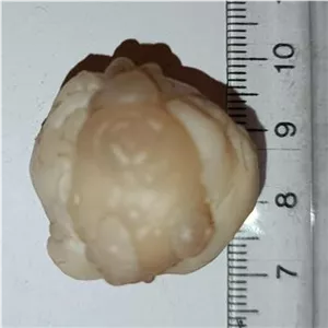 سنگ مهره فسیل زوعه چرب درشت مصور