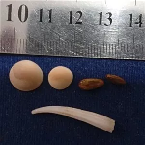 مهره مار اصلی بسیار چشمگیر اصل