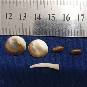 مهره مار اصیل چشمگیر و خاص