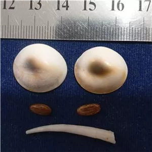 مهره مار کبری اصیل و فوق چشمگیر