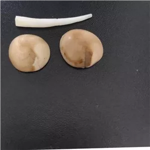 مهره مار اصل شاه کبری به همراه شاخ اصل