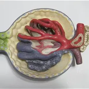ماکت اعضای بدن آموزشی پزشکی اندام داخلی