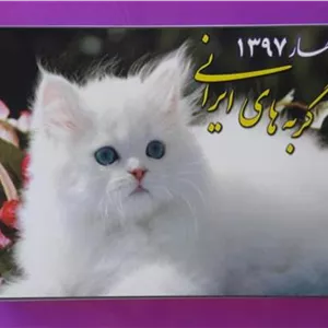 پک کبریت گربه ایرانی