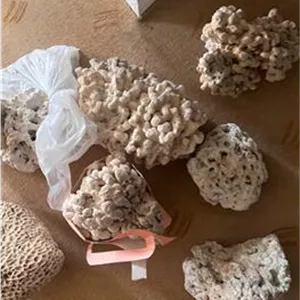 مرجان و سنگ دریایی