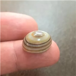 نگین سنگ باباقوری چندپوست فوق العاده