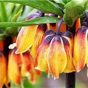پیاز لاله واژگون رنگ خاص