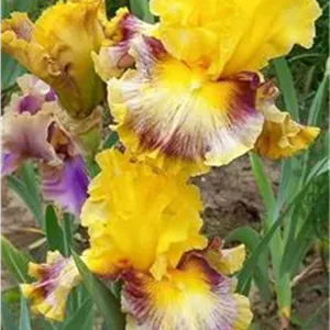 گل زنبق القاحی کد 8330