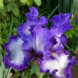 گل زنبق کد 8355