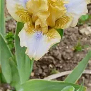 گل زنبق کد مرجع 8369
