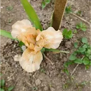 گل زنبق کد 8385