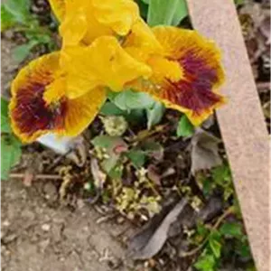 گل زنبق کد مرجع 8381