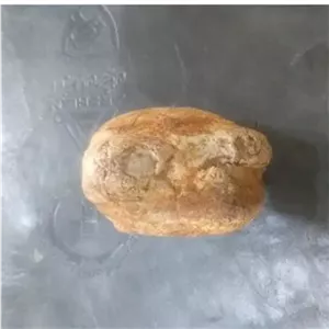 سنگ فسیل شمایلدار چهره رخ نشانه دار