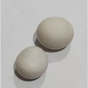 دو عدد سنگ آسیاب یا مروارید غار ارزشمند