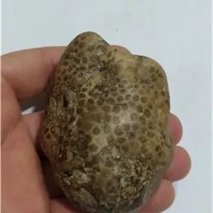 سنگ قدیمی اصل مرجان خاص کلکسیونی