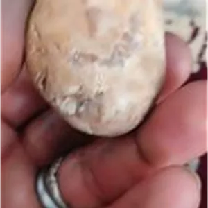 راف یاقوت سرخ معدنی