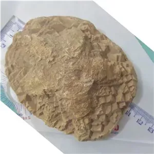 فسیل ستاره دریایی تیپک کلسیتی